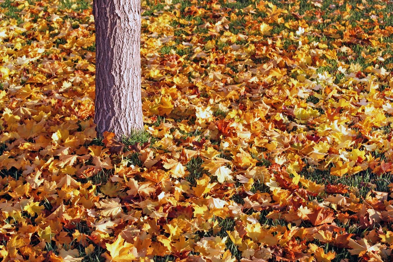 fall-leaves-2