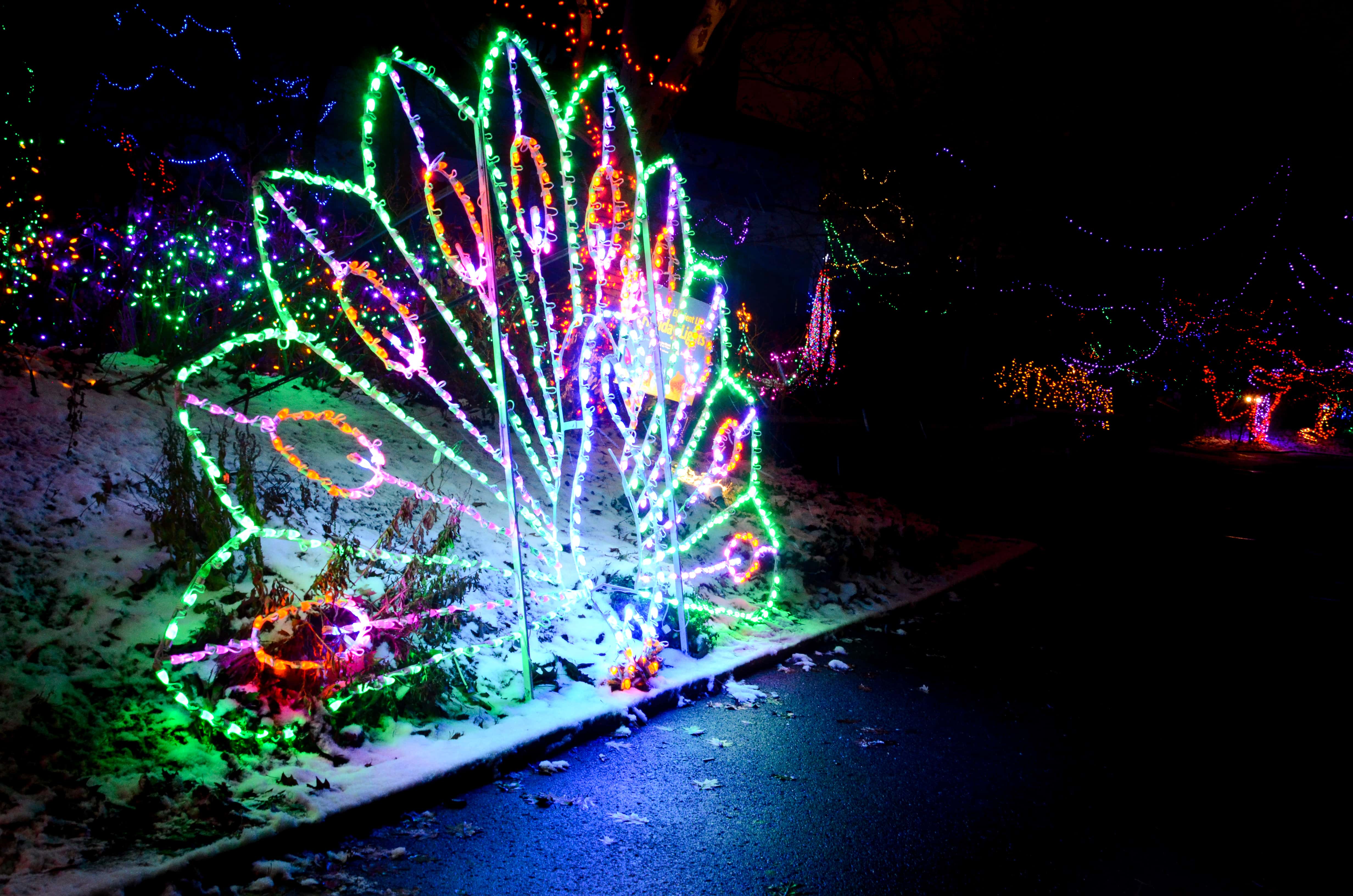Christmas Lights At The Indianapolis Zoo Are Bigger Than Ever | The Legend 95.9 FM
