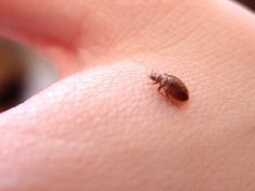 bed-bug-on-hand_508x226