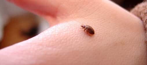 bed-bug-on-hand_508x226
