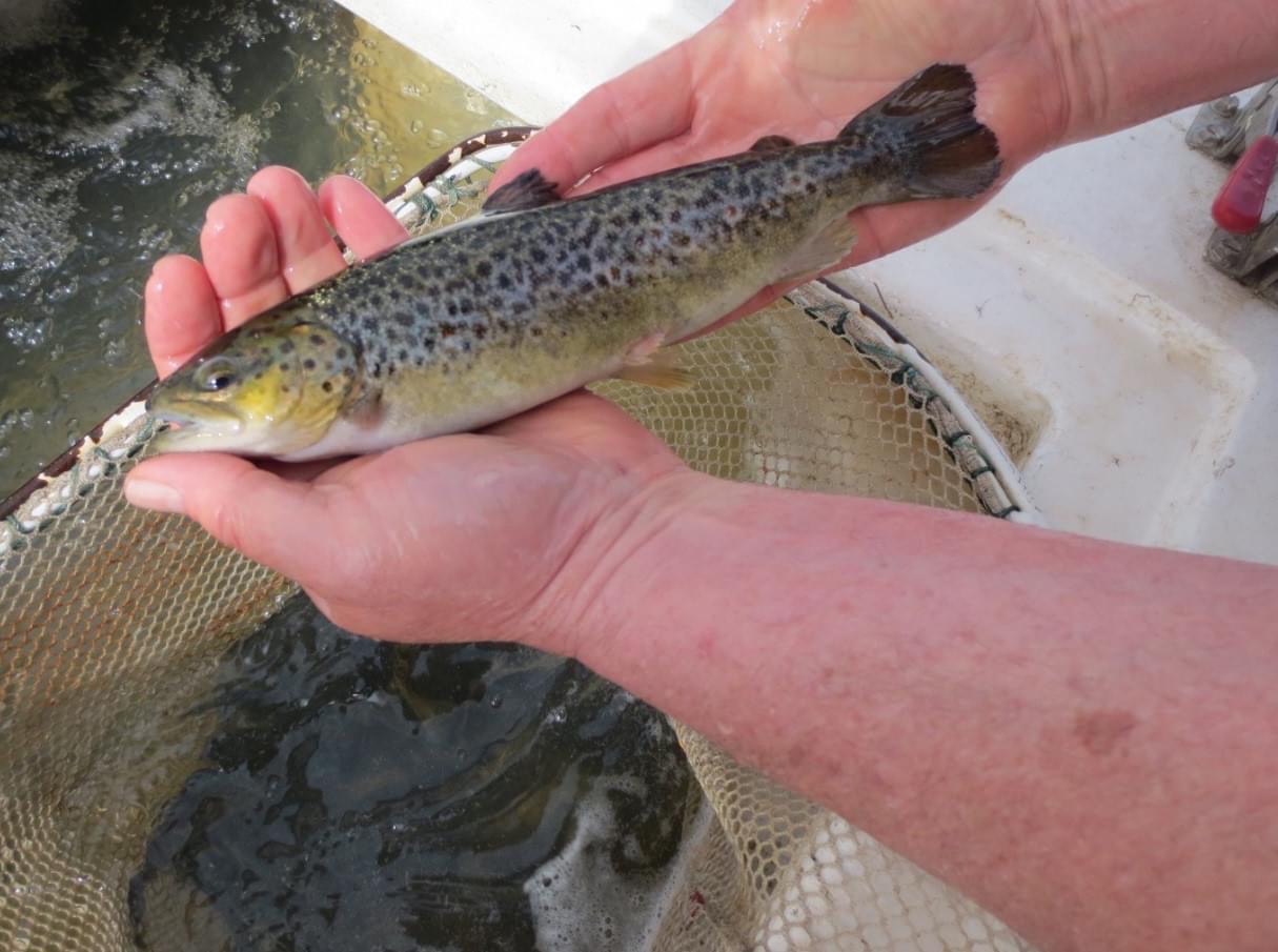 DNR stocking trout ahead of season 104.9 WAXI