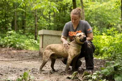 fir_cock_dog_fighting_owen-county_in_may2019_0523-1-jpg