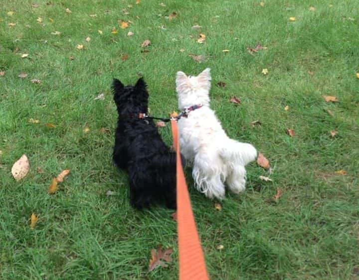 Tails & Trails Dog Walk Event