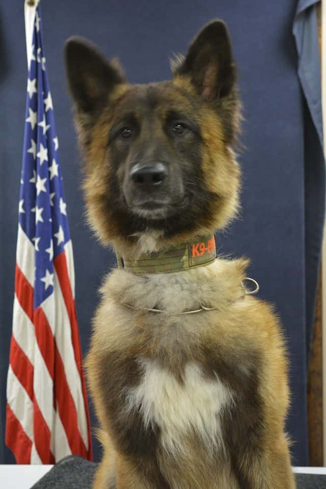 k9-pitts-thpd-jpg