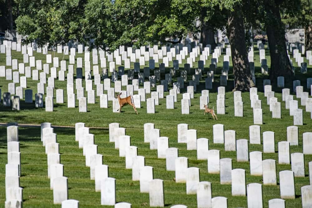 arlington-jpg