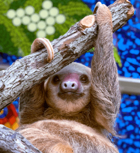 sloth-pic-indy-zoo-png-5