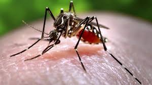 mosquito-jpg