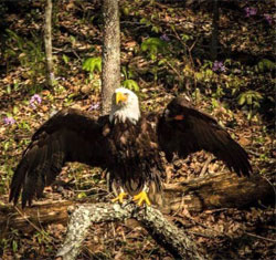 ind-dnr-bald-eagle-jpg