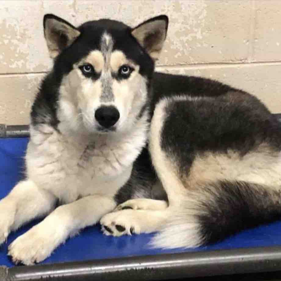 Indiana Woman Saves Husky From 