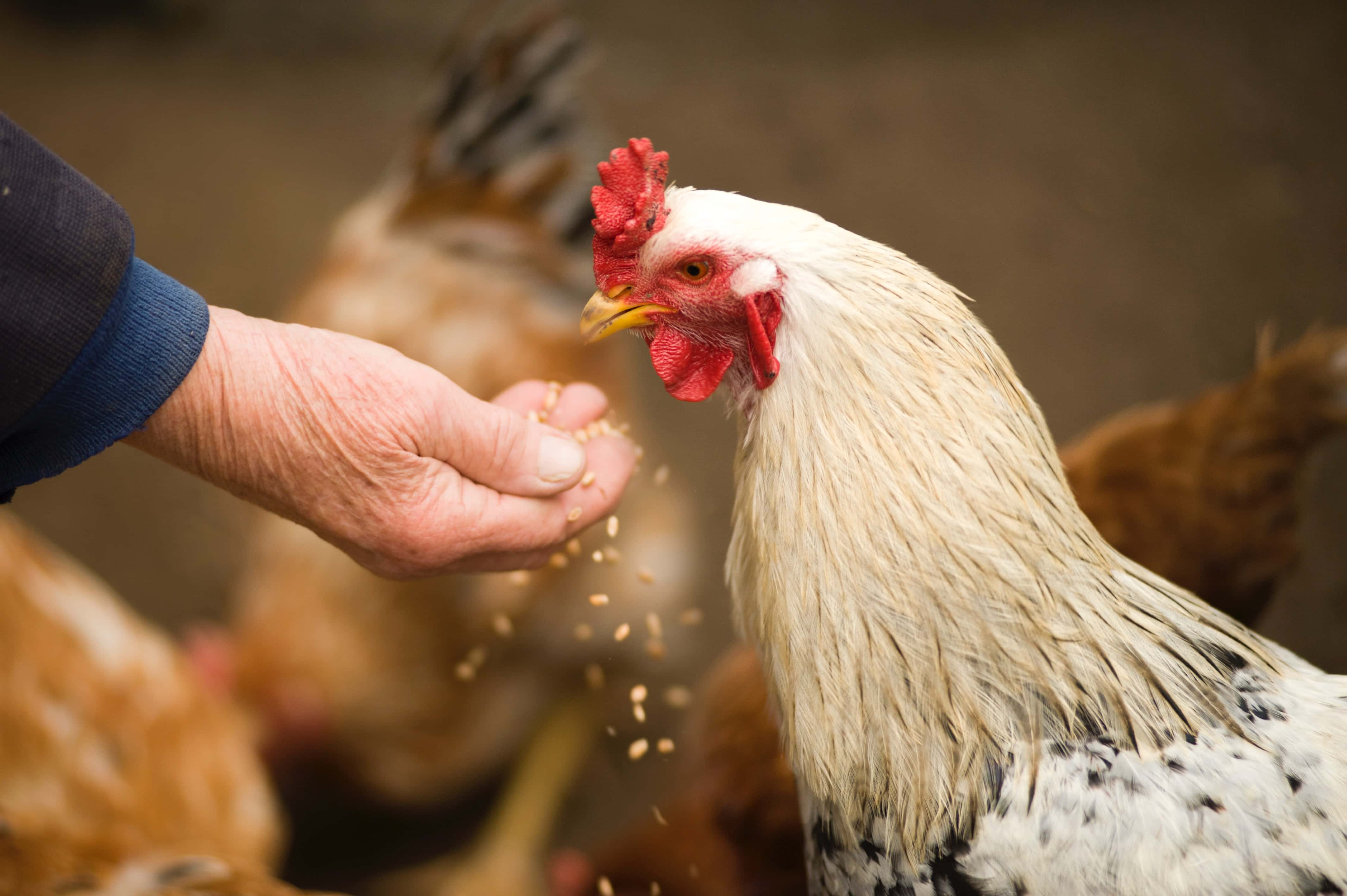 animal-chicken-cockerel-countryside-375510-jpg-2