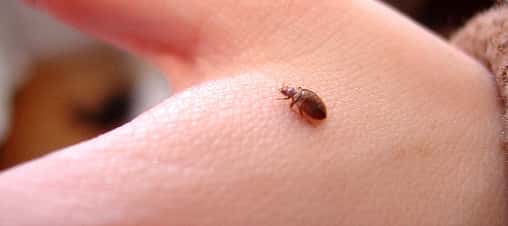 bed-bug-on-hand_508x226-jpg