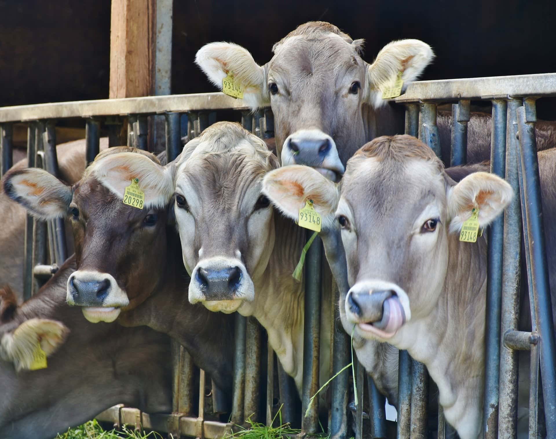 cows-1532909_1920-jpg