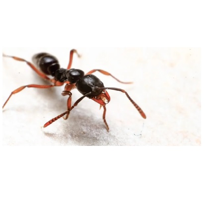 asian-needle-ant-jpg