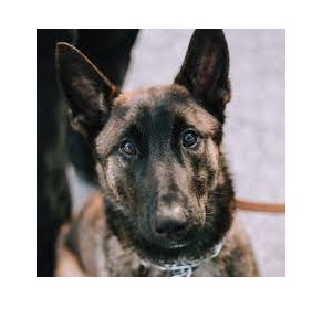 sullivan-k-9-ace-jpg