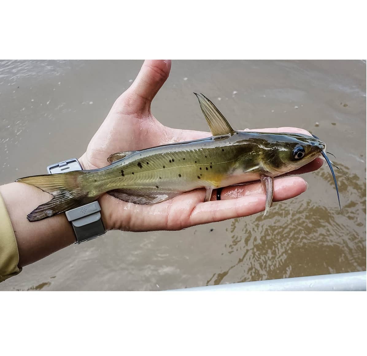 channel-catfish-jpg