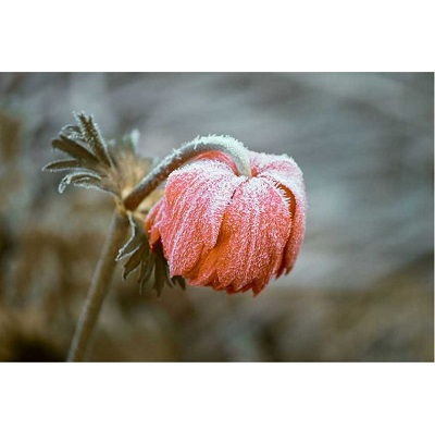 frost-flower-jpg