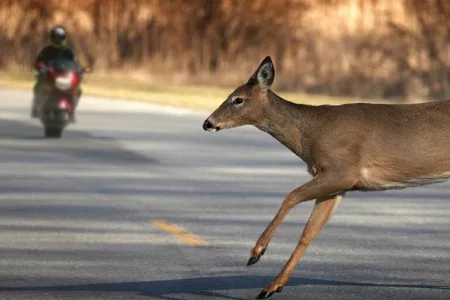 motorcycle-deer