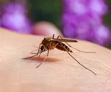 west-nile-mosquito