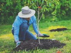 planting-tree