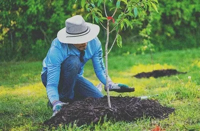 planting-tree