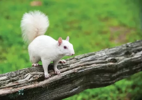 white-squirrels