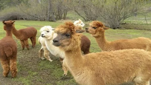 alpacas