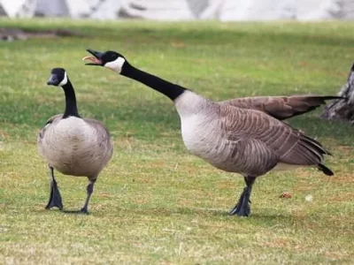 canadian-geese