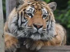 exotic-feline-rescue