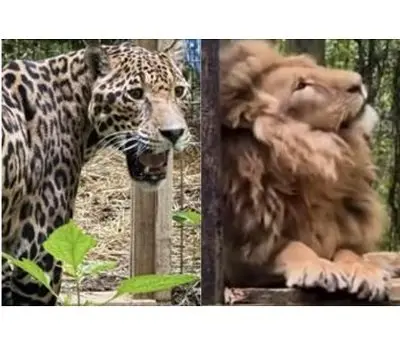 new-feline-rescue-cats