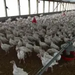 turkey-farm