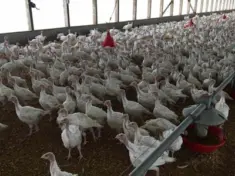 turkey-farm