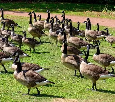 canada-geese