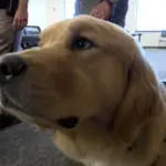 vigo-co-sheriff-k-9-paddy