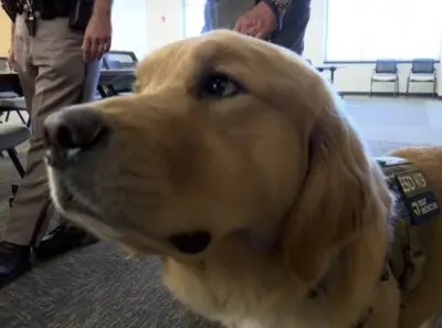 vigo-co-sheriff-k-9-paddy