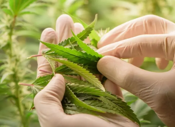 Scientists pruning cannabis inside the farm^cannabis marijuana science lab farming for increse THC^ CBD chemical on cannabis flower. Cannabis greenhouse control environtment for medical industry.