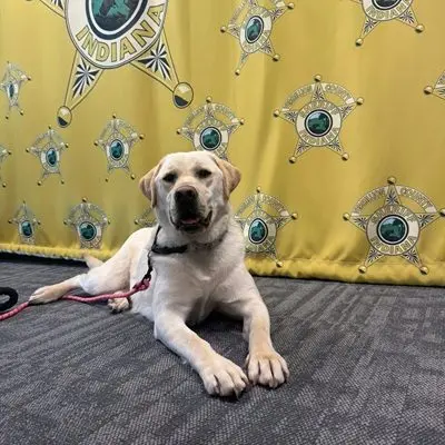 vermillion-county-sheriffs-school-therapy-dog-oakley