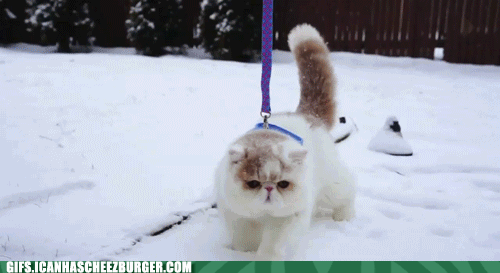 cat-on-leash.gif
