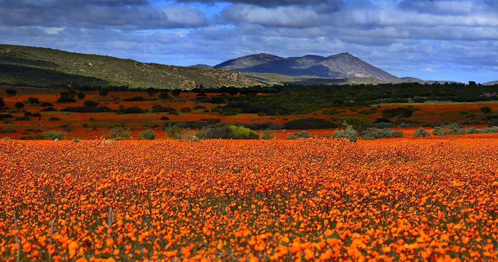 Namaqualand by Martin Heigan