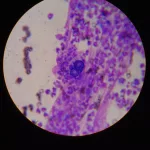 vjjpicar7baijcfraqhkya5s2y602013