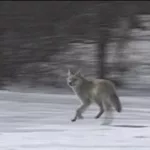 xgqktgjiurgwzkptjhrub2yxqm187507