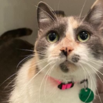 gapjzeigbfh4jb2migmr5zraga893006