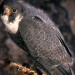 mhypwjkniffarpg4ggd4a2n5na605195