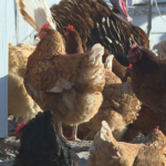 vnnt6gfmjnhhvjuvue7pcseebi104591