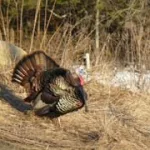 3ho53nezfnlufctbmbp4rk45ku380062