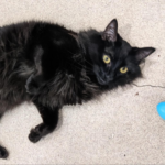 2gjszxht5bawlkqcokmzsy4z6a714702