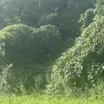 lspqcevsafeqtbnqkalu24v42e319787