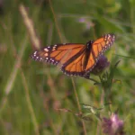 w5yvkp2gq5arnp64bkr62frue4340175