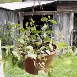 rzbvafxbjrecpnrtzno6qj6aty452850