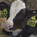 ygg4qqfmf5gmvjcophtujbtnwi642066