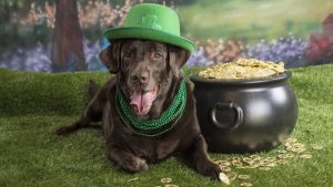 st-paddys-feature